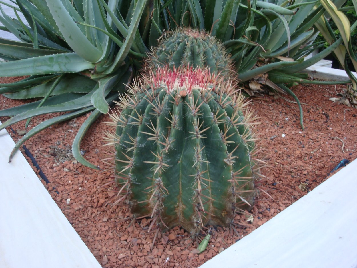 Агава цветок