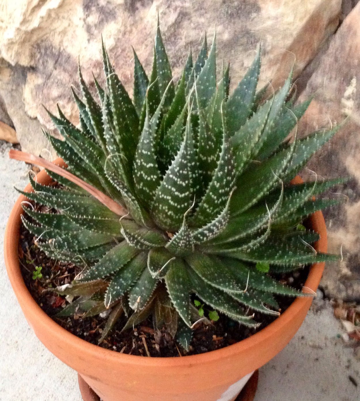 Алоэ аристата