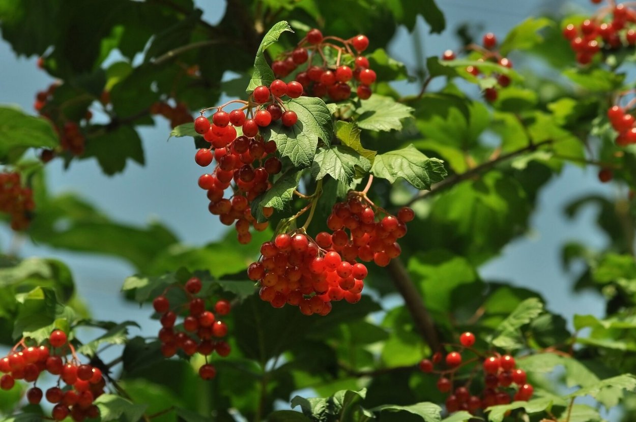 Калина куст
