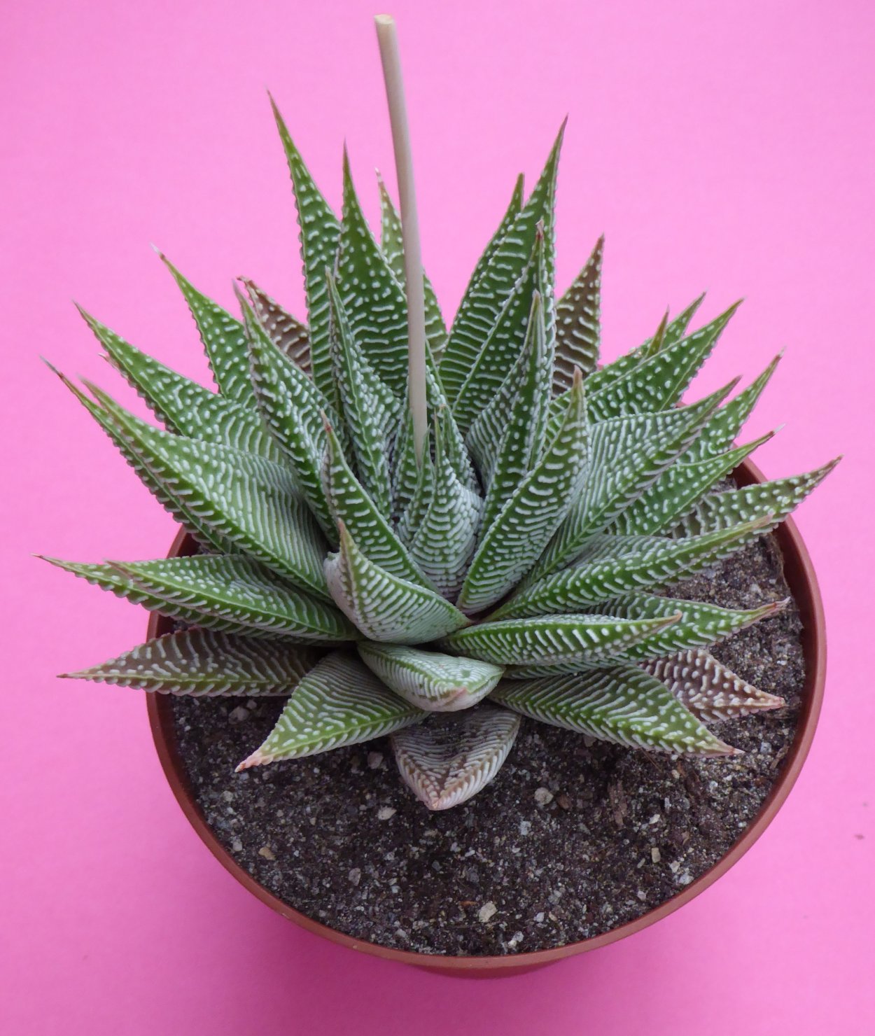 Алоэ Вера пятнистое