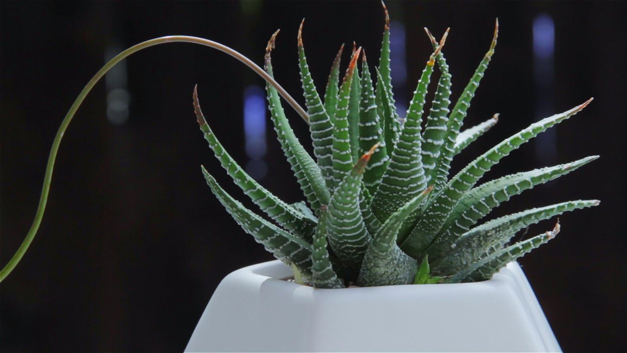 Суккулент алоэвидный