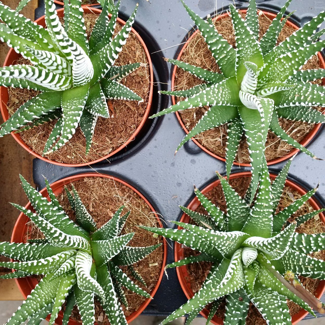 Алоэ Гастерия хавортия