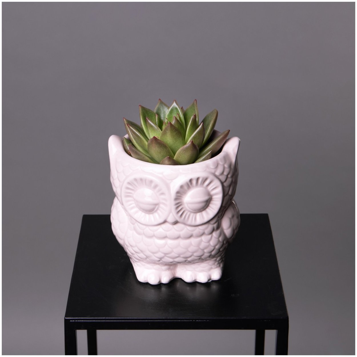 Суккулент алоэ пестрое