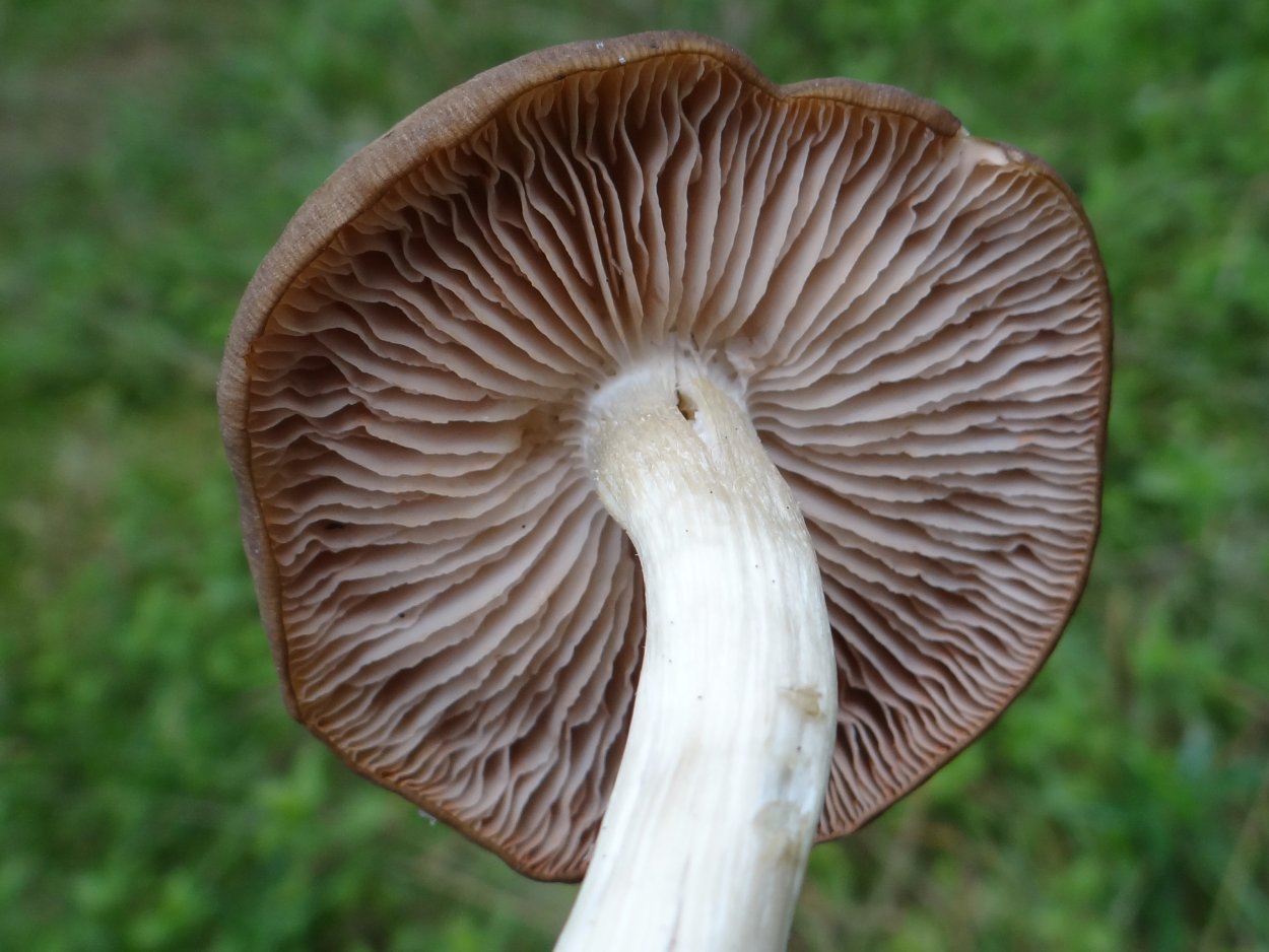 Паутинник Триумфальный гриб