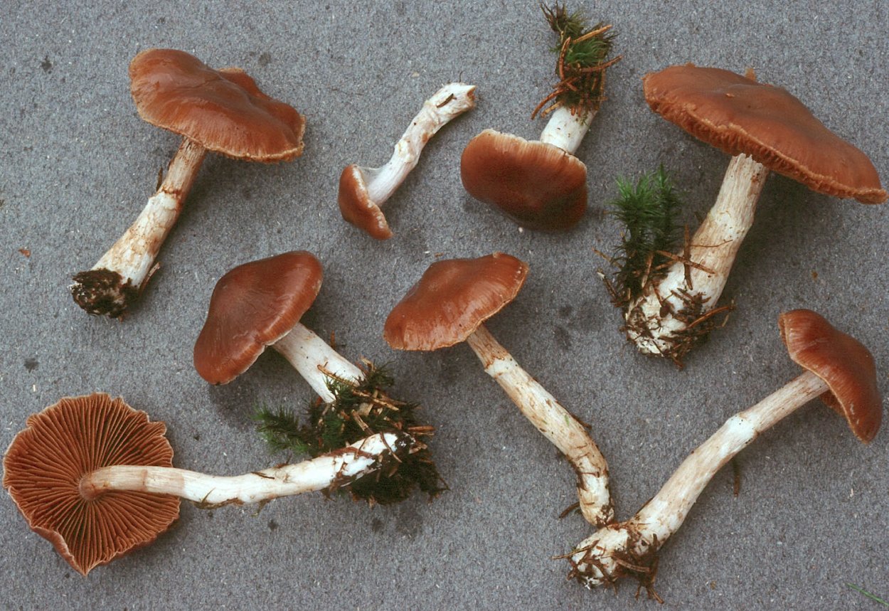 Паутинник голубой (Cortinarius coerulescens)