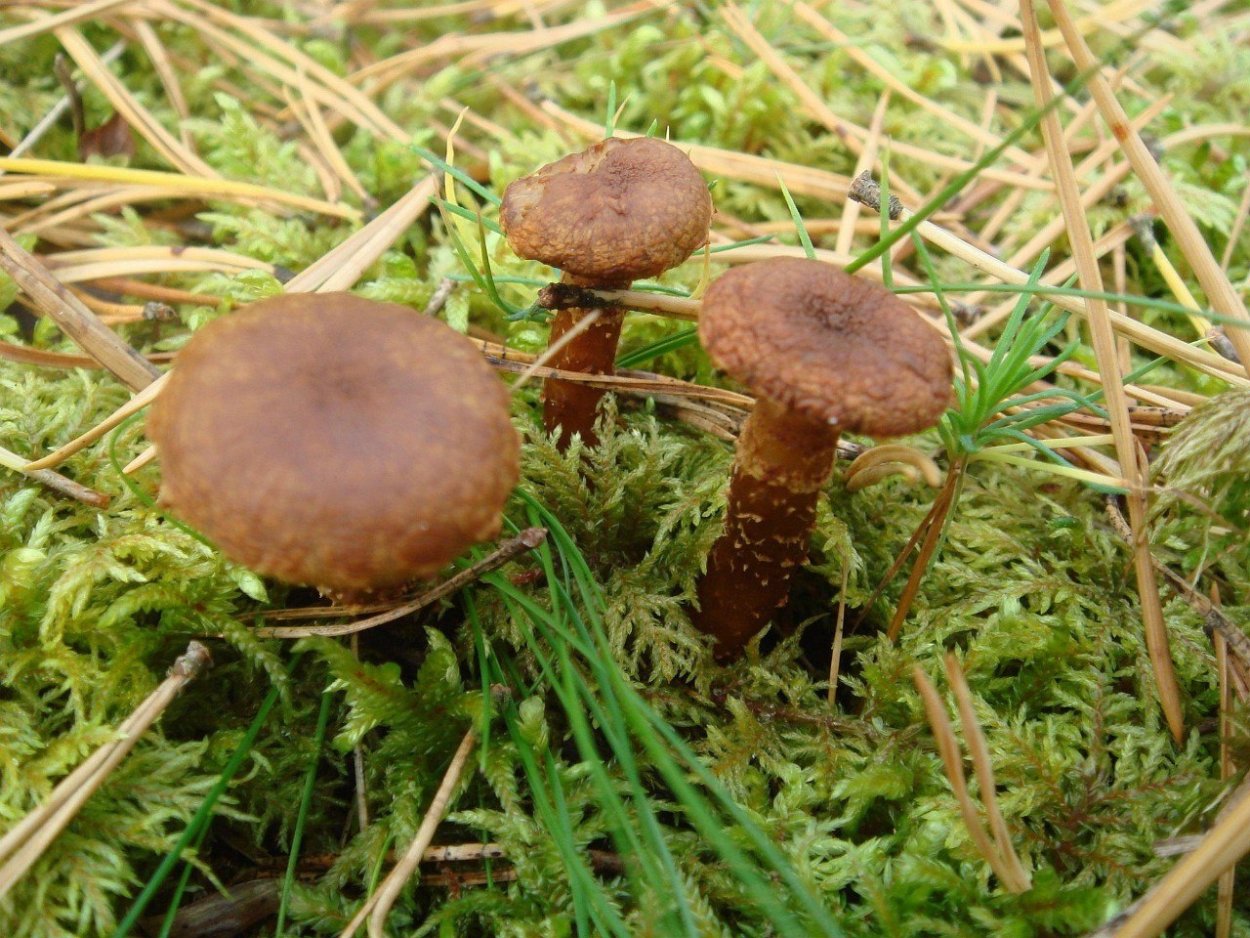 Паутинник опенковидный