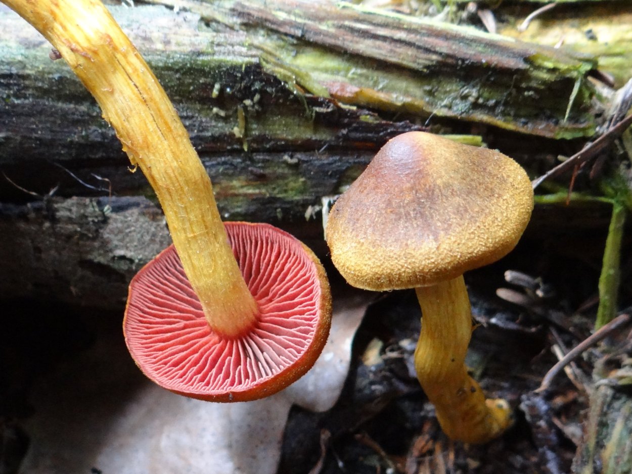 Cortinarius semisanguineus
