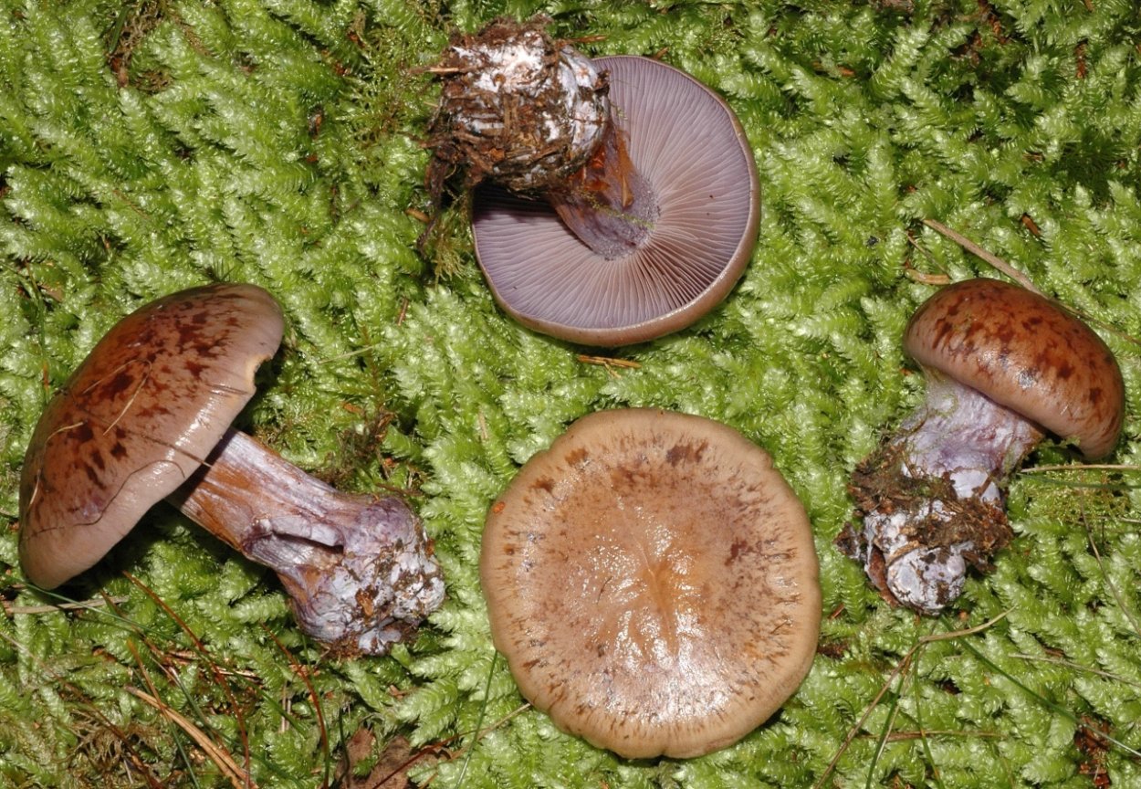 Дисцина щитовидная Discina ancilis