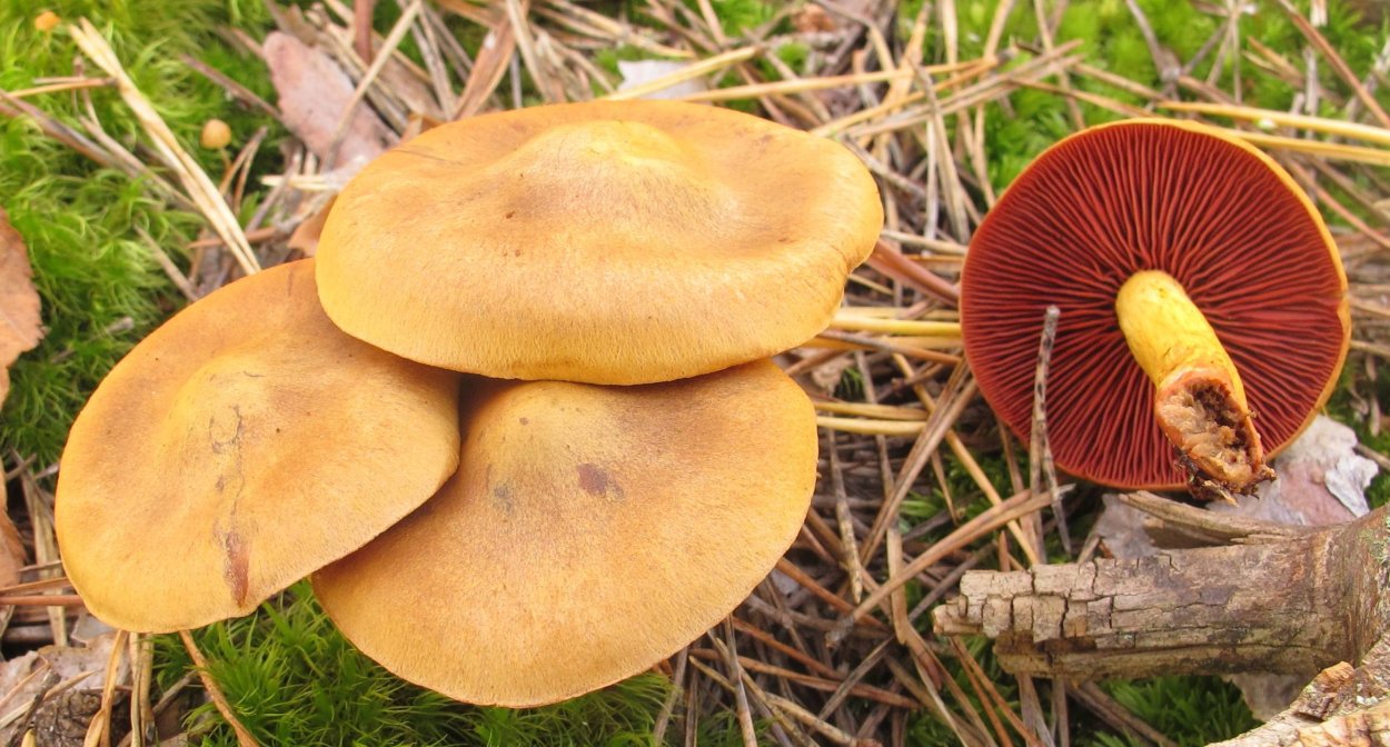 Паутинник голубоствольный (Cortinarius collinitus)
