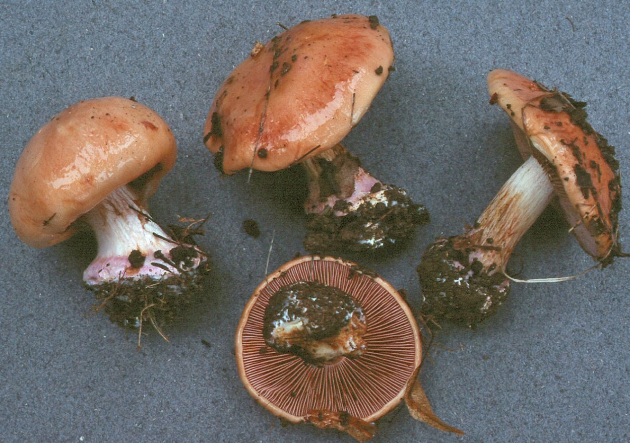 Cortinarius adustorimosus Voucher le312101