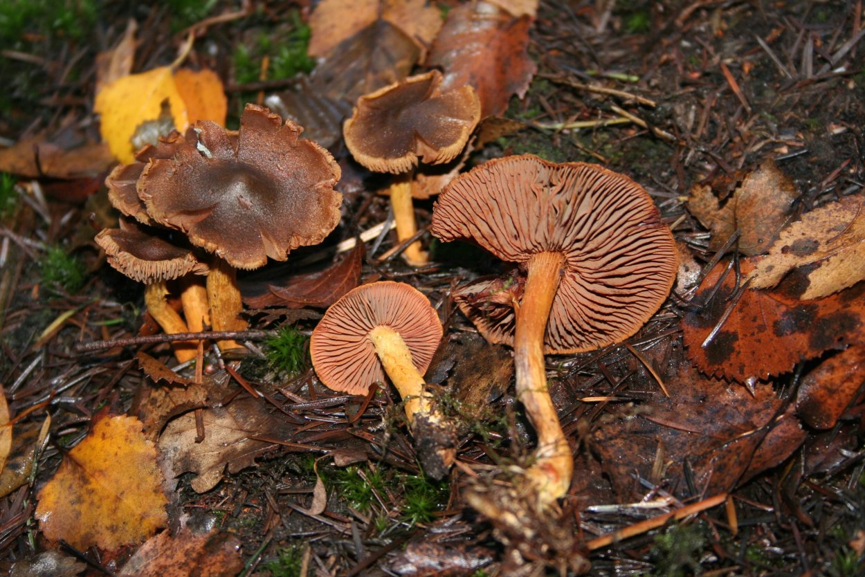 Паутинник Королевский