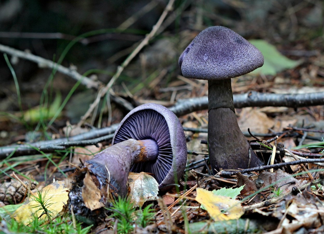 Cortinarius паутинник