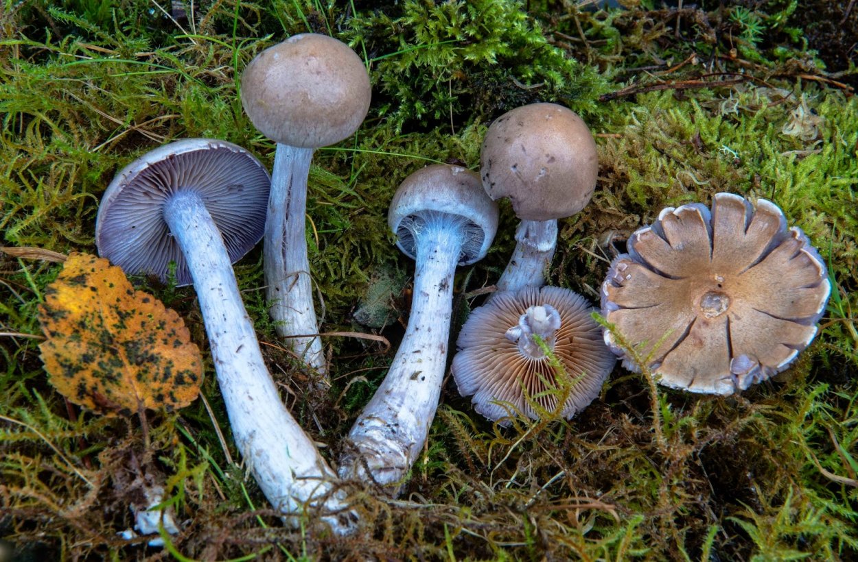 Паутинник фиолетовый Михаил Вишневский