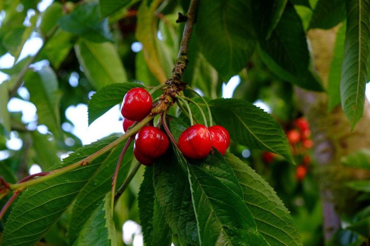 Вишня дичка