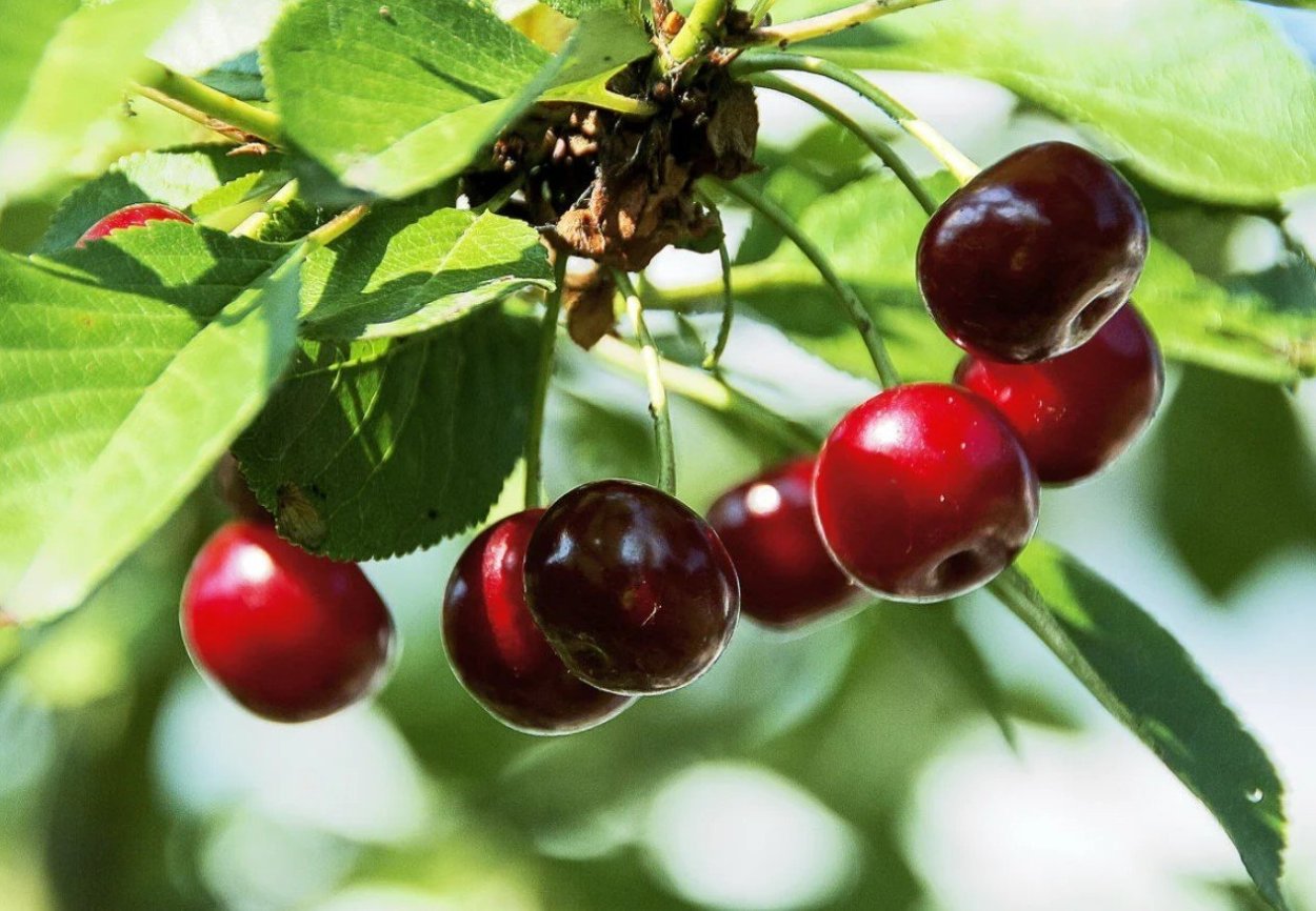 Вишня Уральская Черешенка