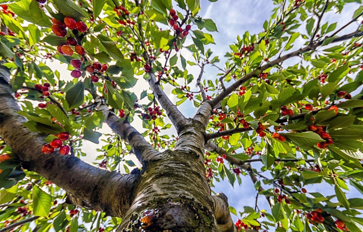 Дикая вишня дерево
