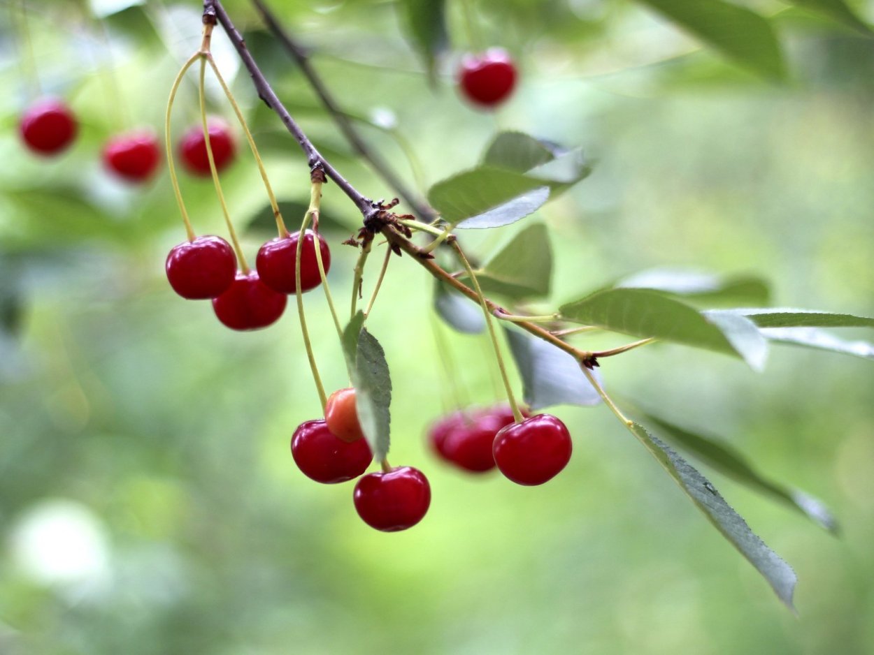 Ветка вишни