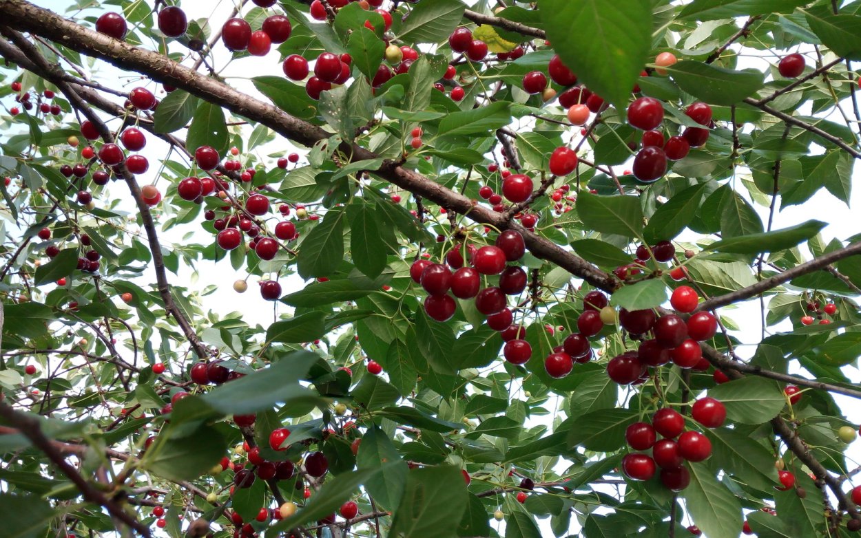 Вишня Луизиана вязолистная