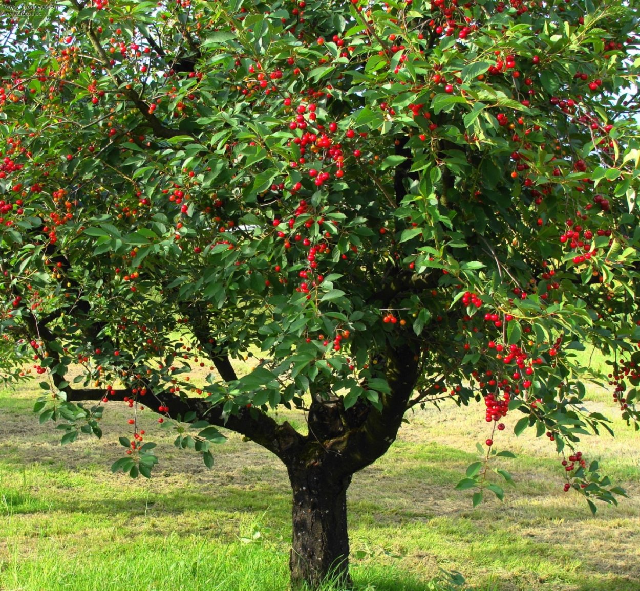 Черешня Бычье сердце дерево