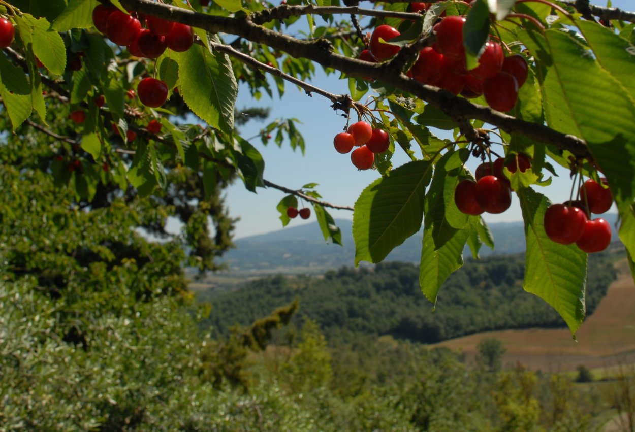 Вишня Краса Татарии