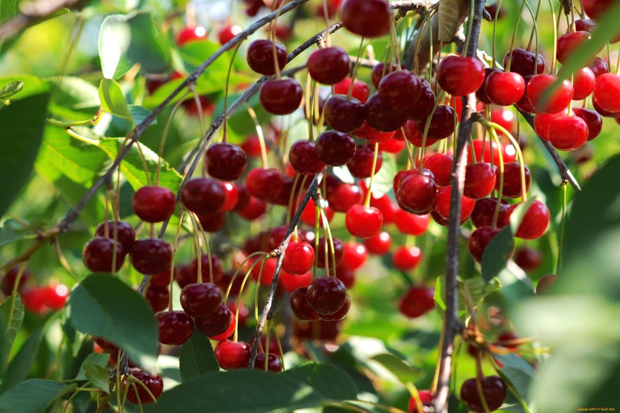 Вишня Луизиана вязолистная