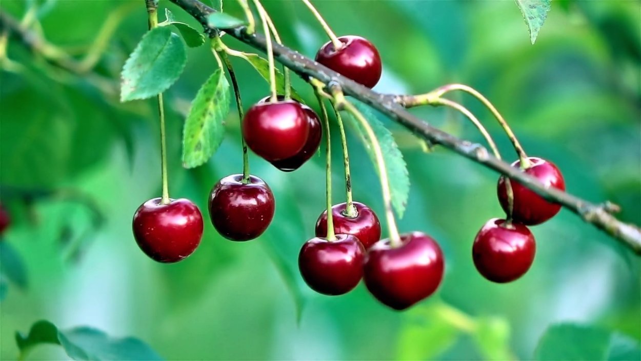 Вишня обыкновенная дерево