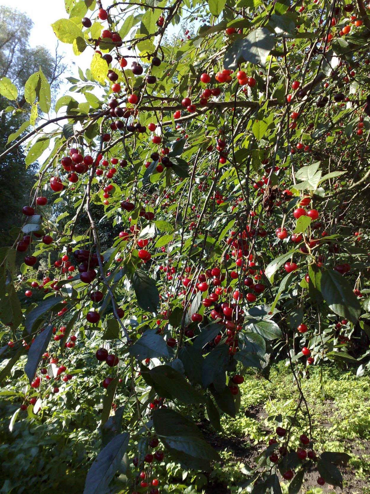 Вишня Чернокорка