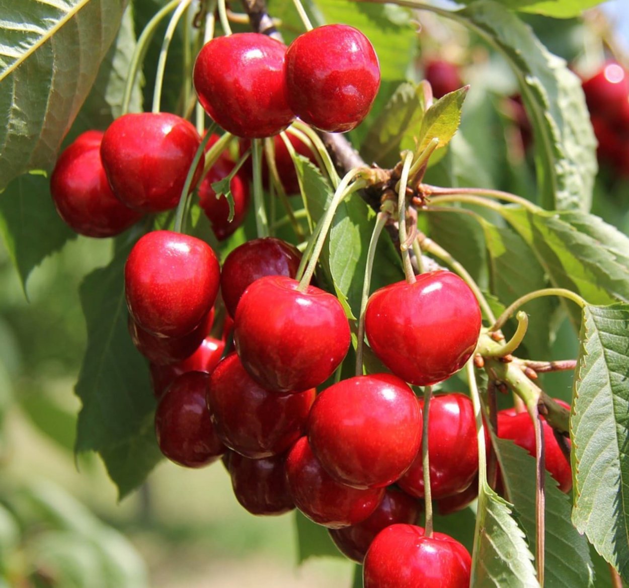 Черешня Чермашная