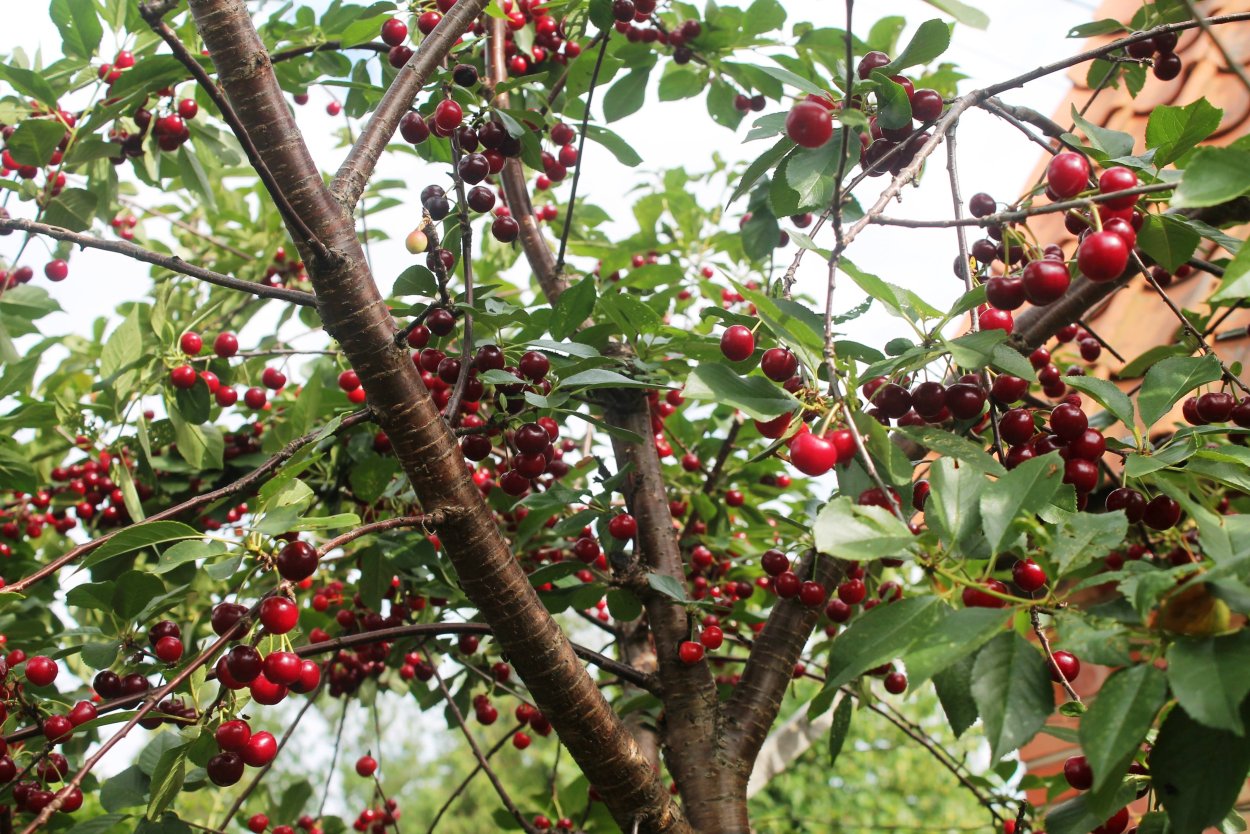 Вишня обыкновенная Жуковская