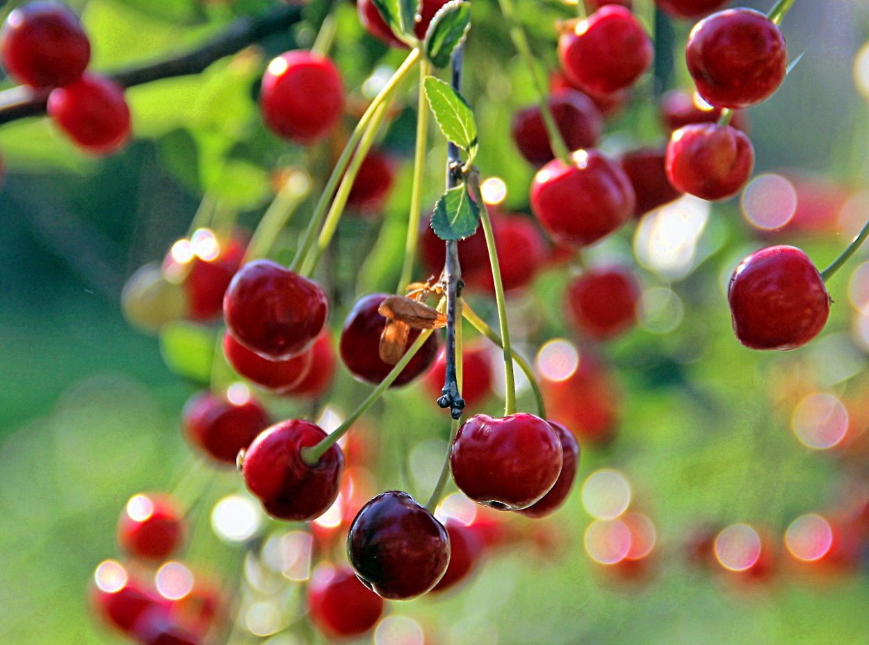 Вишня дерево