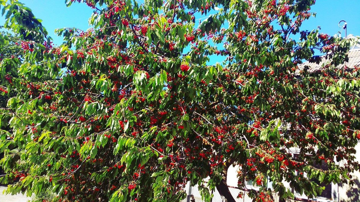 Черешня сады Узбекистана