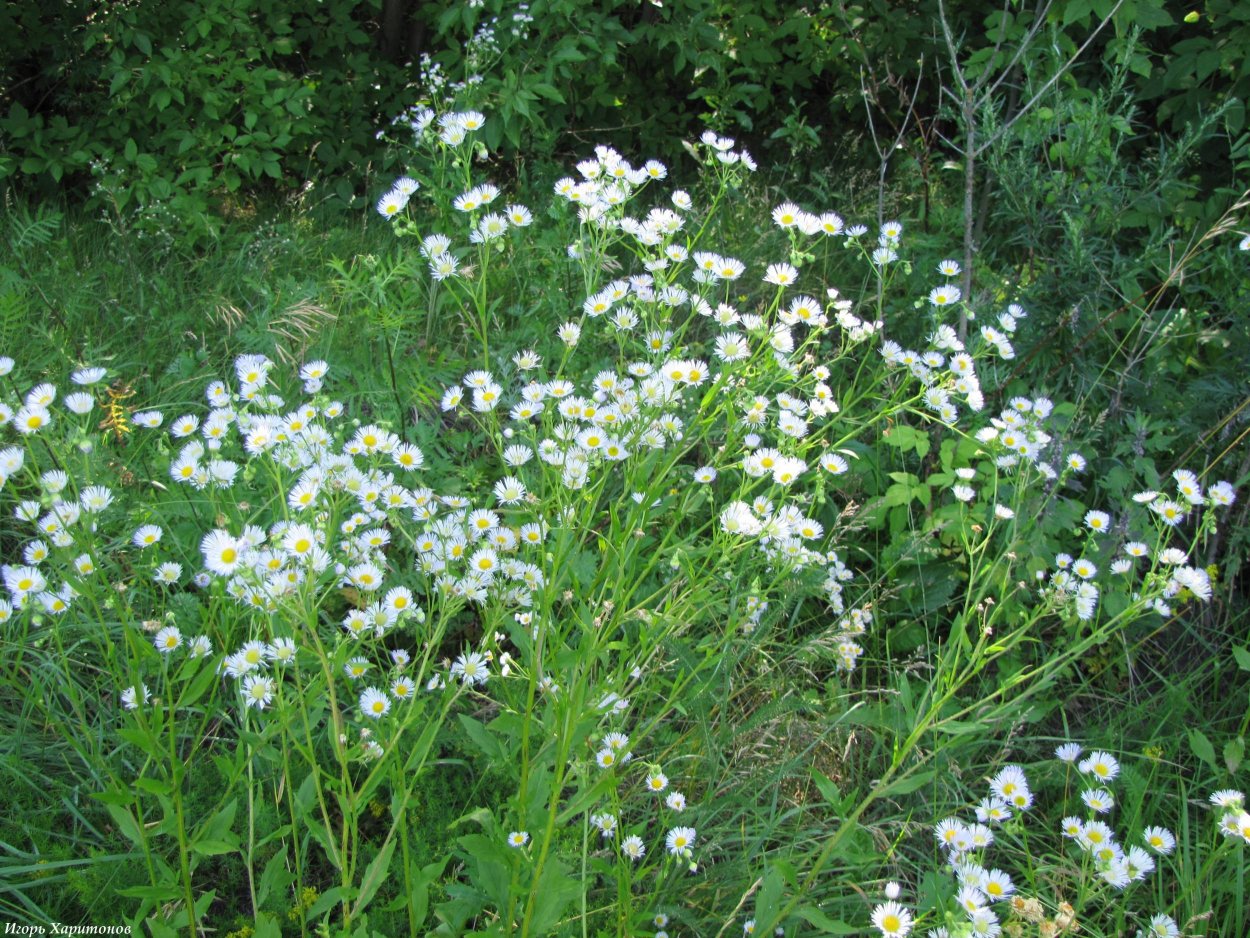 Мелколепестник grandiflorus