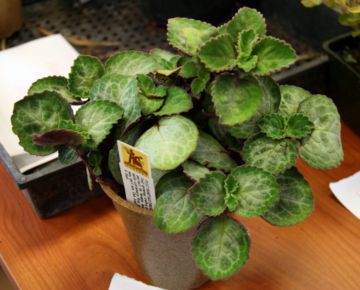 Плектрантус гибридный