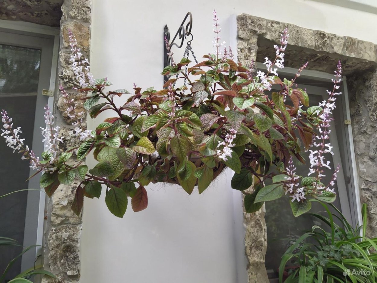 Плектрантус коносовидный