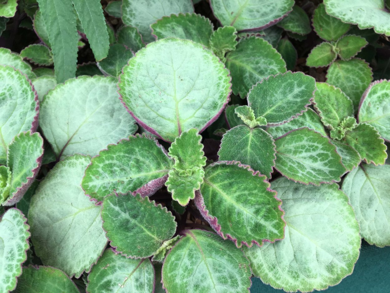 Плектрантус variegatus