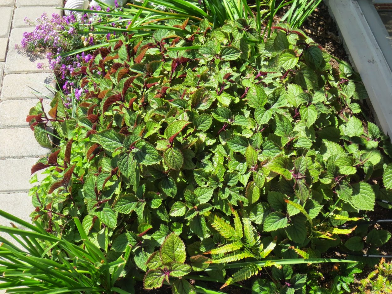 Плектрантус цилиатус