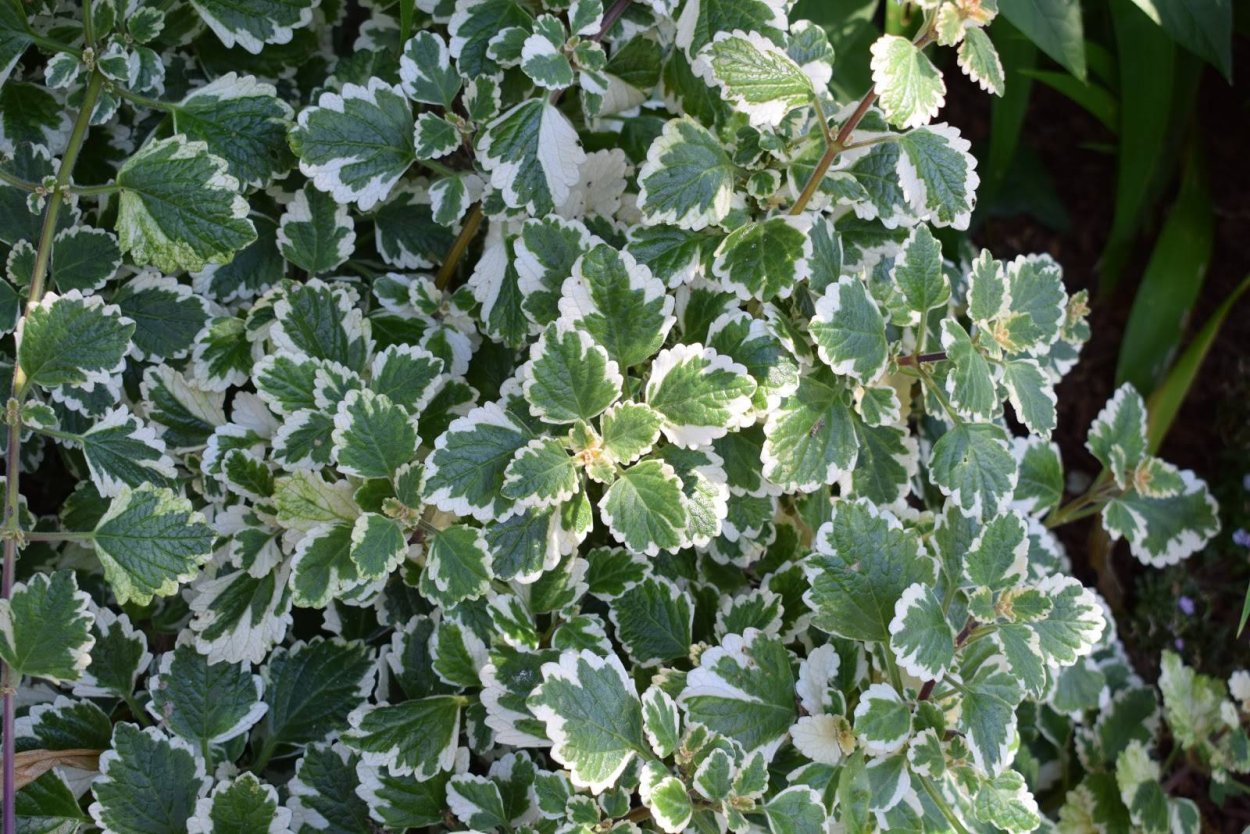 Плектрантус variegatus