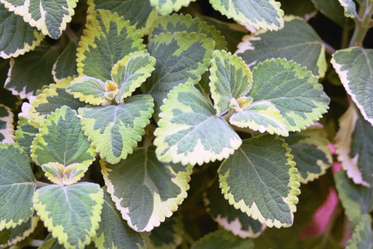 Плектрантус Lemon Twist