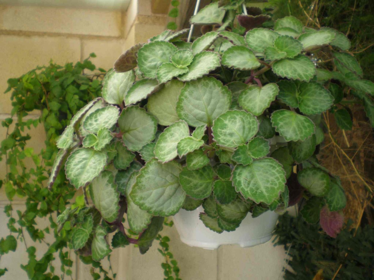 Плектрантус микс д7 н15