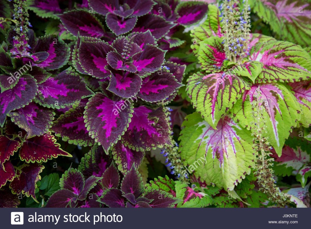 Блюме плектрантус