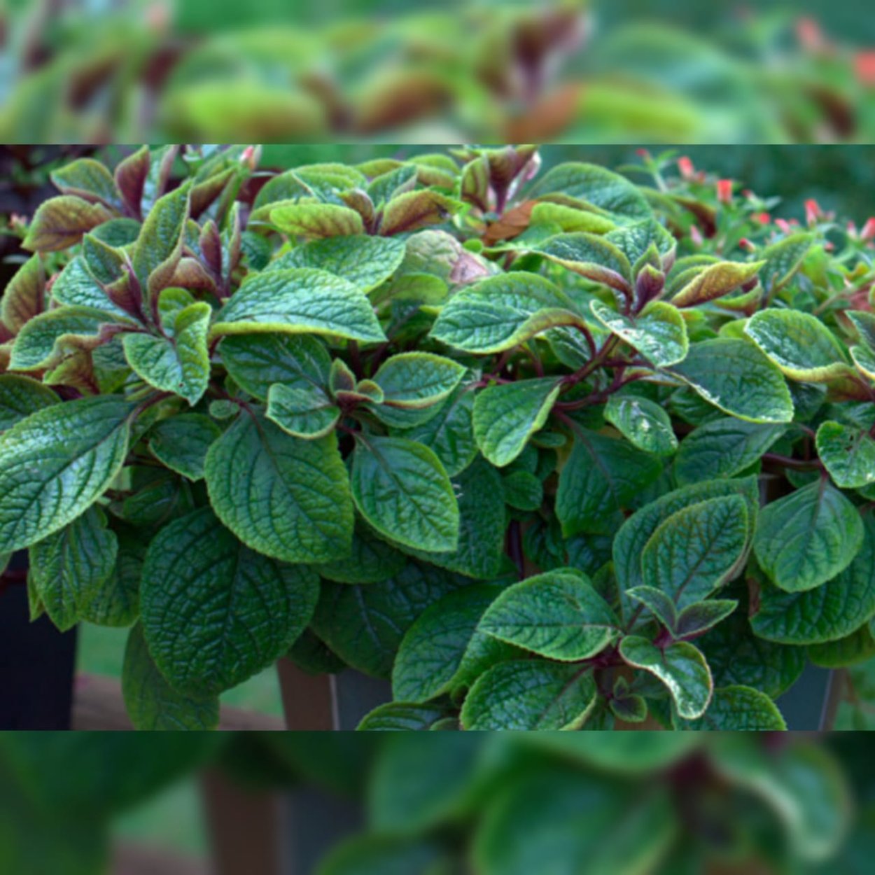 Плектрантус колеусовидный