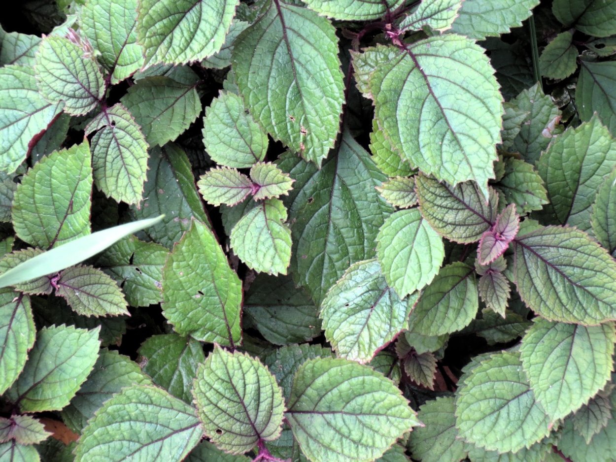 Плектрантус ciliatus