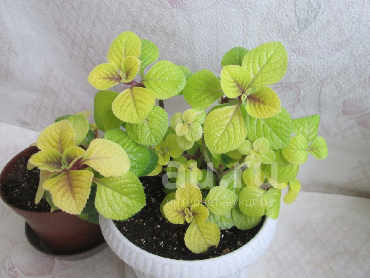 Плектрантус реснитчатый