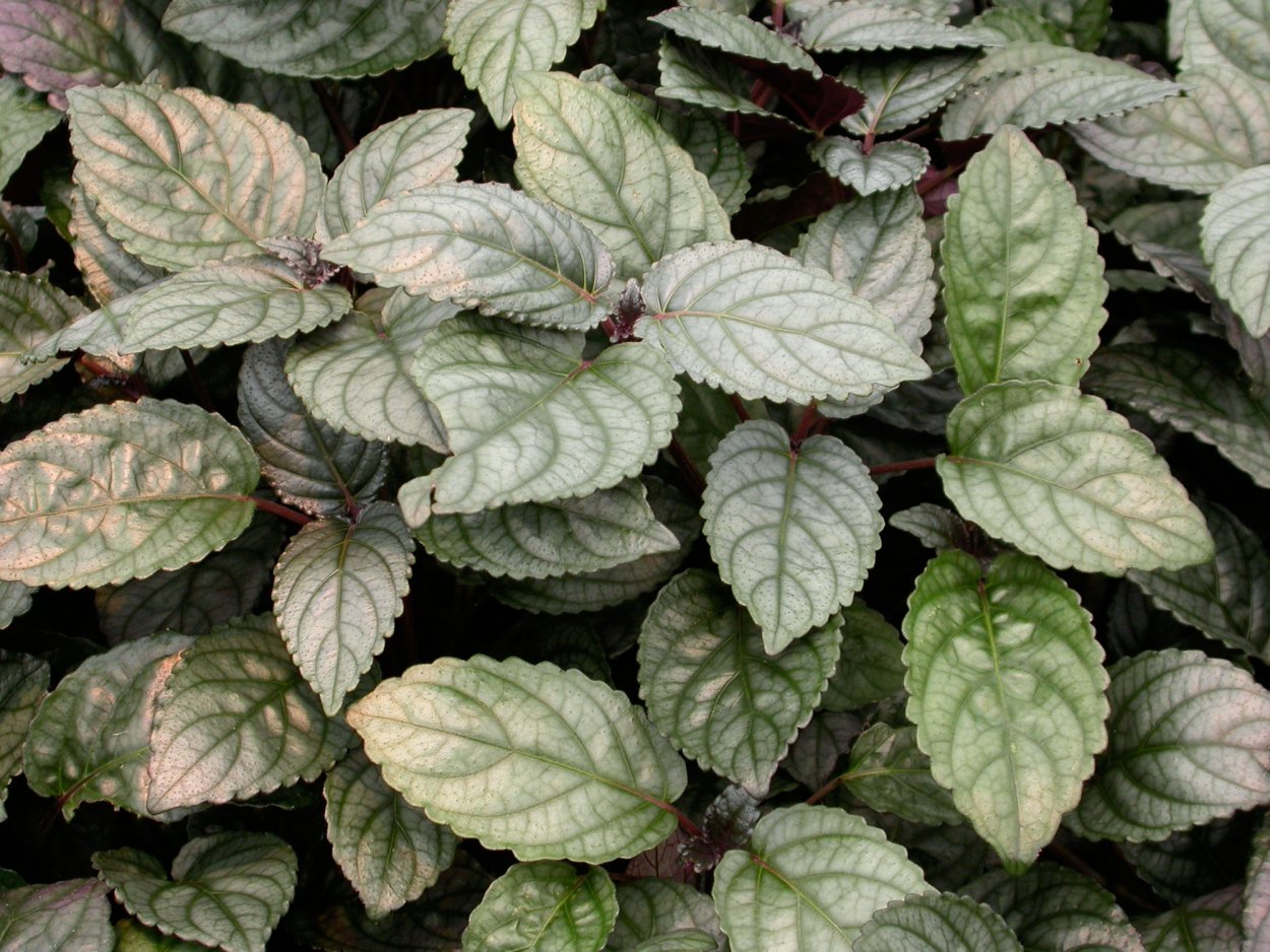 Гемиграфис ползучий