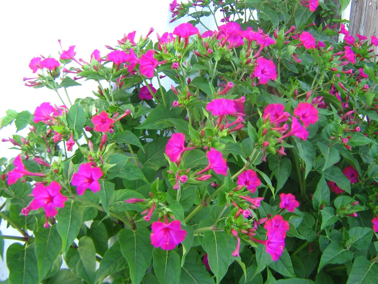 Мирабилис ялапа (слабительный)