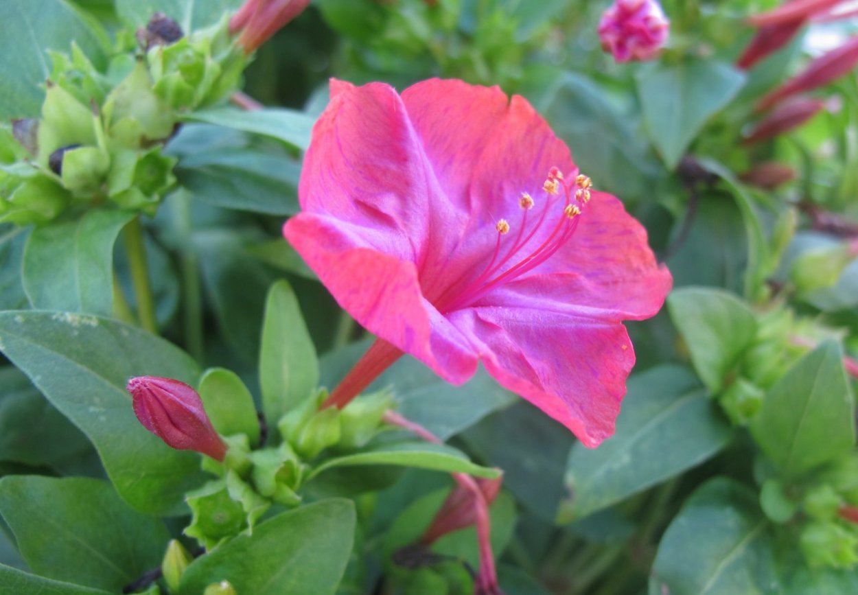 Мирабилис многоцветковый