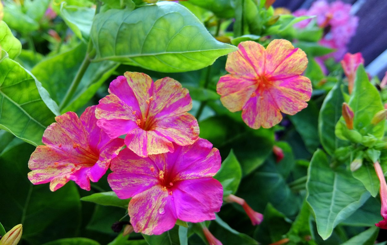 Цветок ночная красавица мирабилис