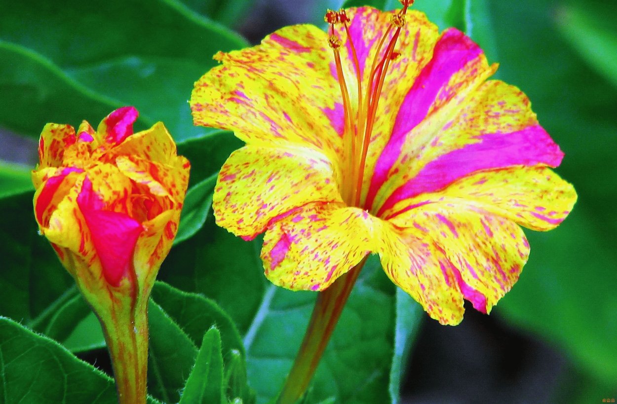 Мирабилис ялапа Иоланта