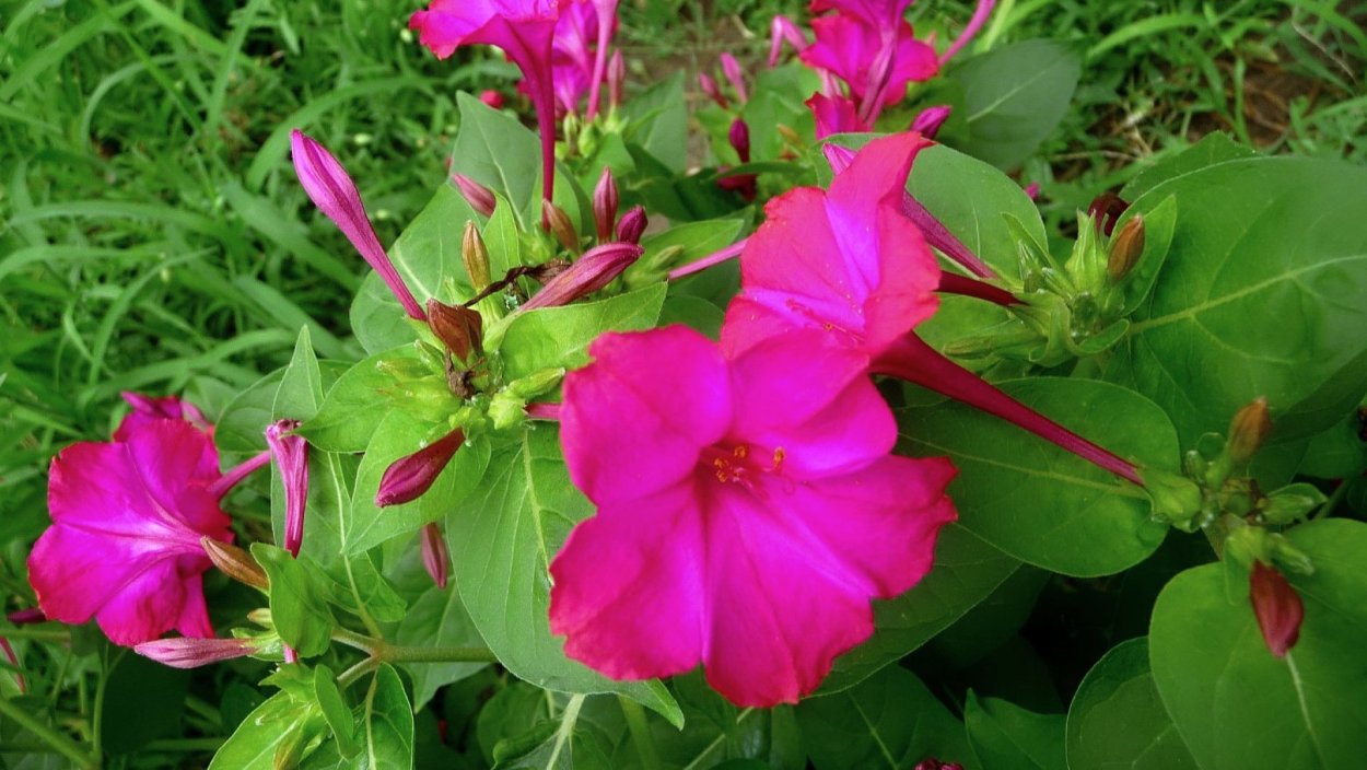 Ночная Зорька цветок