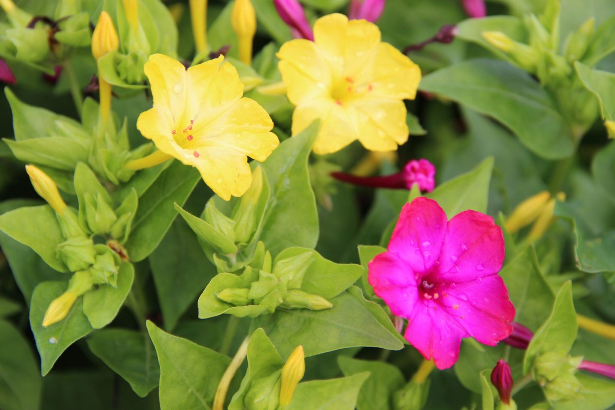 Ночная красавица Mirabilis Jalapa